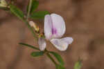 Creeping lespedeza